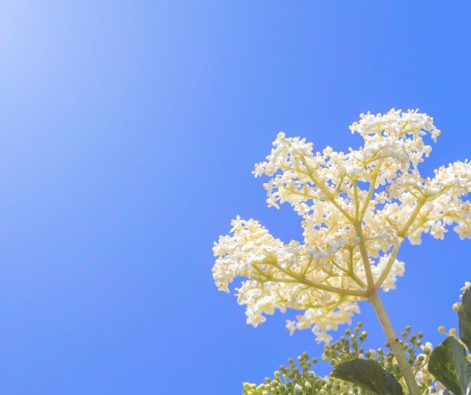 Elderflower with sky