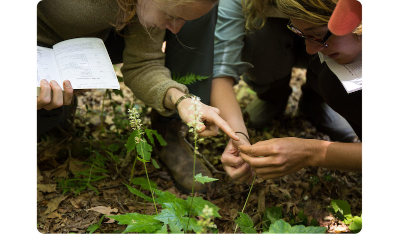 BotanoLogos students studying plant in forest